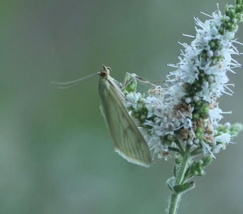 Réf. 328 693 : Sitochroa palealis